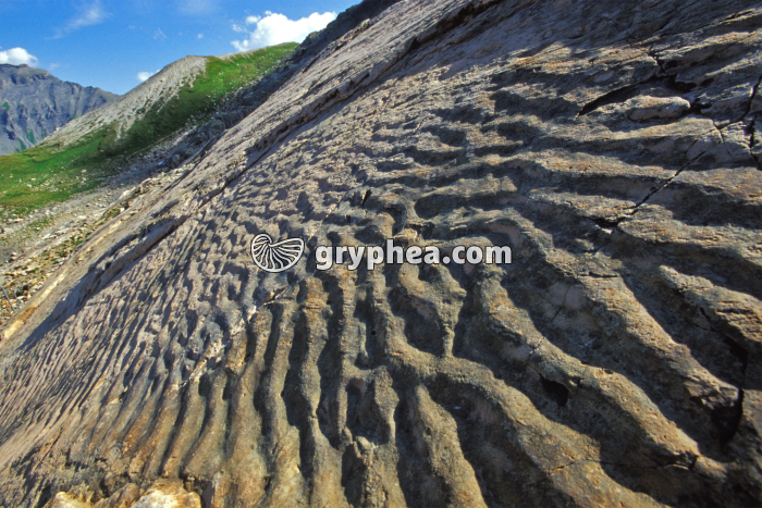 Ripple-marks fossiles Emosson - gryphea.org